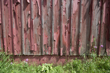 Weathered Red Barn Wall Background. Peeling paint on weathered wooden red barn wall with wildflowers at the base. Horizontal orientation with copy space throughout.