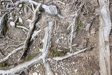 Old tree roots as background