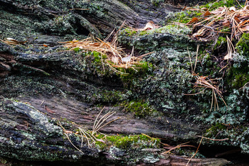 Old log with wood texture as background