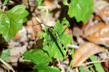 Close up of a brilliant green dragonfly (odonata, anisoptera) with long thin black and cream striped tail, four spread lacy wings, and large round eyes sitting on leaf litter of a forest floor.