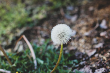 Closeup image of beautiful white dandelion with seeds. Bright summer macro photo with single blowball