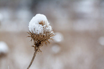 Greater burdock in winter scene