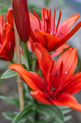 Spring or summer red  lilies, blooming outdoors