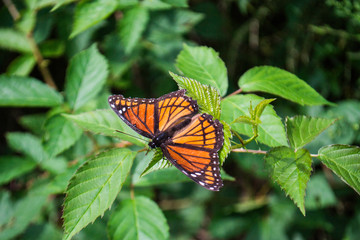 A Still Butterfly 