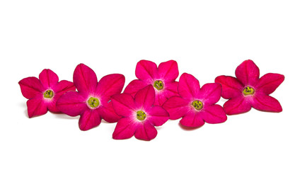 Fototapeta na wymiar fragrant tobacco flowers