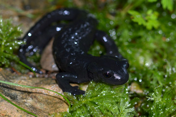 Alpensalamander