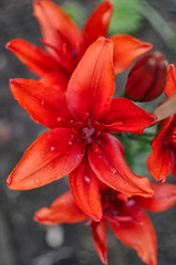 Spring or summer red  lilies, blooming outdoors