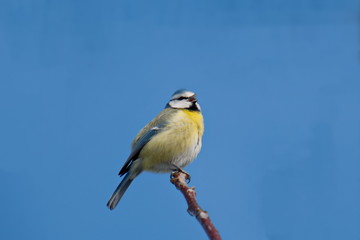 Blaumeise singend