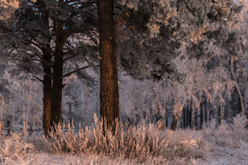 Fototapeta na wymiar Winter tale in a pine grove