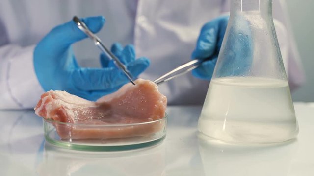 Researcher studying sample of artificial meat in modern laboratory