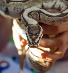 Fototapeta premium big python in a man's hand