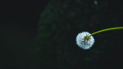 Blume im Wald