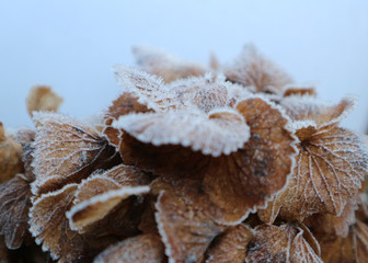 Hortensie im Winter