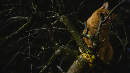 Katze