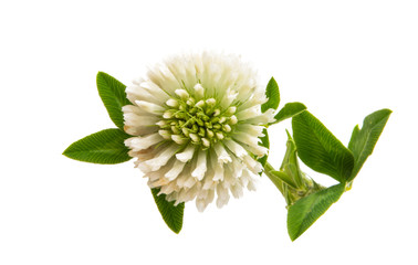 clover flower isolated