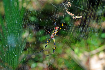 Close up bottom view of a golden silk orb-weaver (nephila) or banana spider with bright red and black body patterned in yellow spots, and long yellow and black legs hanging from large spiral web.