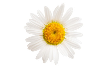 white daisy isolated