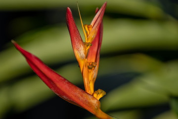 bird of paradise flower