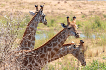 Drei Giraffen im Krüger Nationalpark