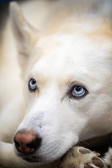 Husky Eyes