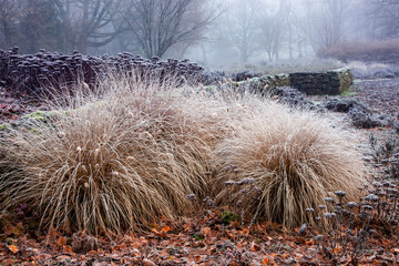 Gräser im Staudenbeet im Winter-Stadtgarten Bottrop