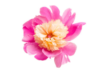 Peony isolated
