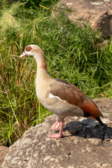 Nilgans sitzt auf Stein