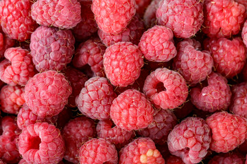 a lot of ripe raspberries