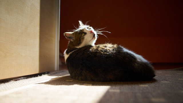 Katze
