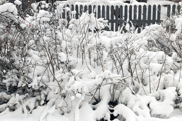 Background from snow covered branches of a bush and a fence in winter, selective focus