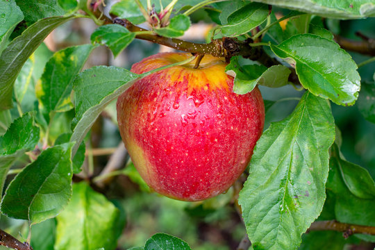 Big braeburn apples riping on the apple tree