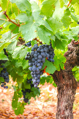 French red and rose wine grapes plant, first new harvest of wine grape in France, Costieres de Nimes AOP domain or chateau vineyard close up