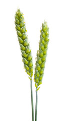 green wheat ear