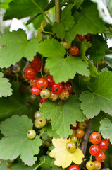 Sprig of redcurrants in the garden