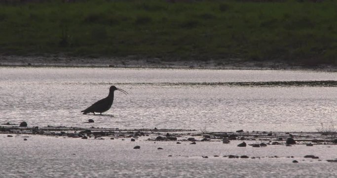 Curlew wading bird calling out silhouette windy wetland