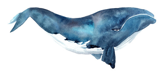 watercolor illustration of a blue whale on a white background