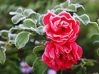 Red rose in the garden covered with hoarfrost