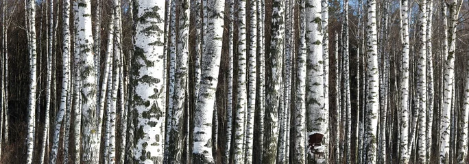 Crédence de cuisine en verre imprimé Bouleau photo panoramique d& 39 une belle scène avec des bouleaux dans la forêt de bouleaux d& 39 automne en novembre parmi d& 39 autres bouleaux dans la forêt de bouleaux