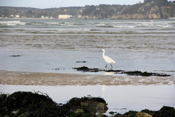 The great egret, Ardea alba on a natural wild beach in french Brittany.