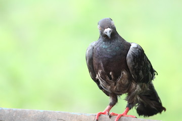 pigeon