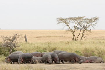 A Hippopotamus family in the Ngorongoro crater