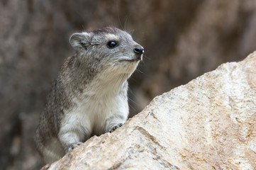 Hyrax - Dassie - Tanzania