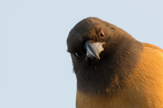 Rufous Treepie (Dendrocitta vagabunda) in Rhantambore.