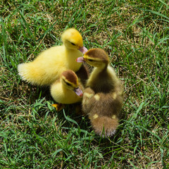 Ducklings of a musky duck
