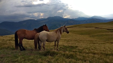 Fototapeta na wymiar Wild horses in mountain