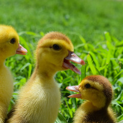 Ducklings of a musky duck