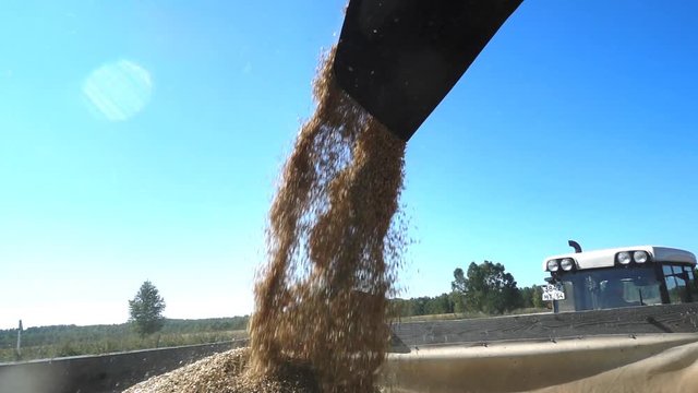 Pouring corn grain into tractor trailer after harvest. SlowMotion 240P