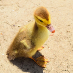 Ducklings of a musky duck
