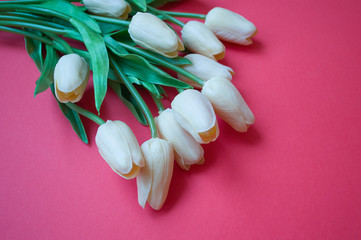 white tulips on a pink background, women's day, mother's day, spring
