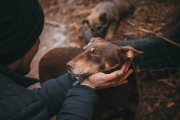 a man with love and gently holding a brown dog's head, photography can be used in the veterinary industry, or to encourage people to treat animals better, love and protect nature